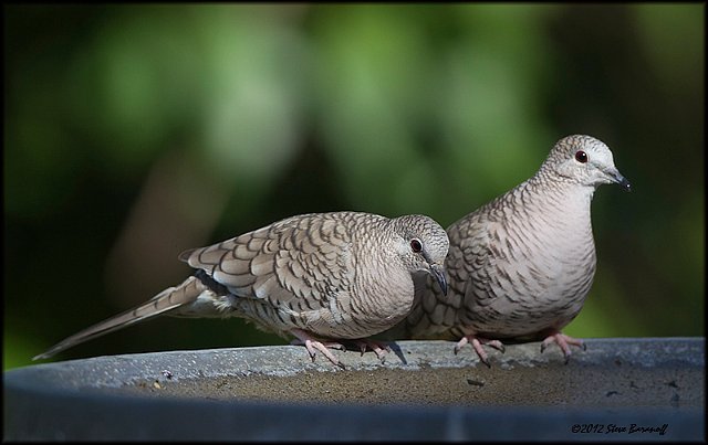 _2SB1234 inca doves.jpg